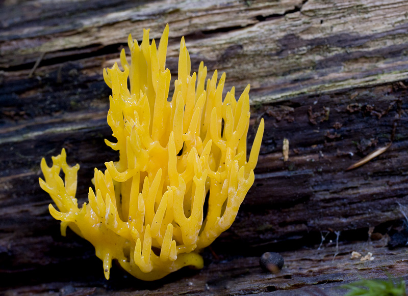 Calocera viscosa